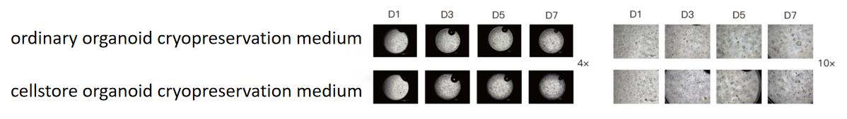 /uploads/image/2025/09/04/Cellstore-20250904-5.jpg Cellstore-20250904-5.jpg