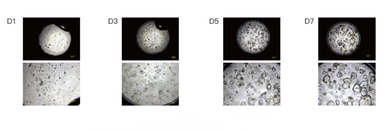 /uploads/image/2025/09/04/Cellstore-20250904-7.jpg Cellstore-20250904-7.jpg